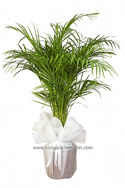 areca